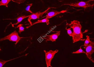 ® IF555-אגלוטינין של נבט חיטה (WGA, אור אדום)